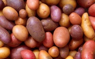Kartoffelfest mit Sortenvielfalt und Living History im Freilichtmuseum am Kiekeberg bei Hamburg
